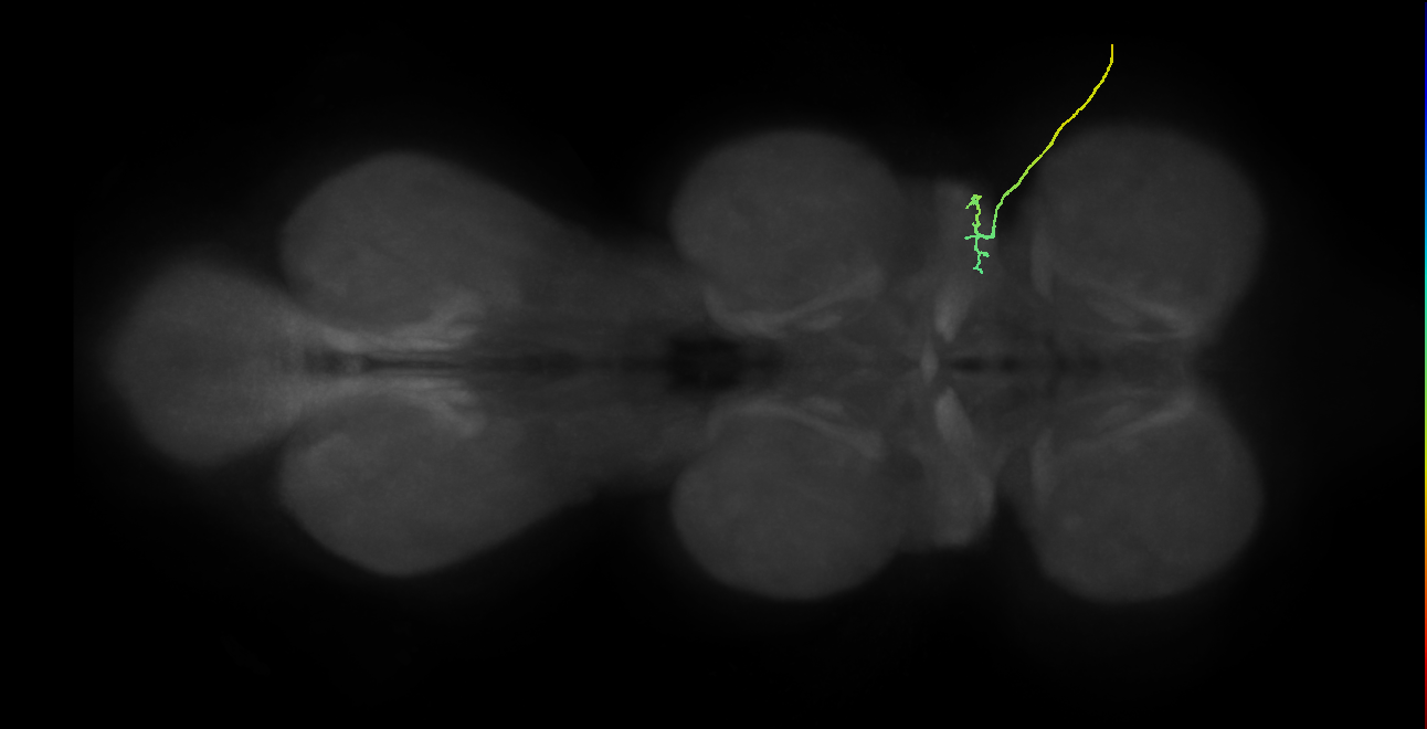 SNta05_ADMN_R (MANC:35396)