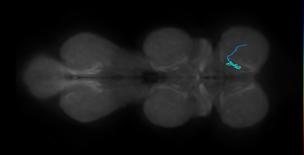 SNch06_ProLN_R (MANC:35439)