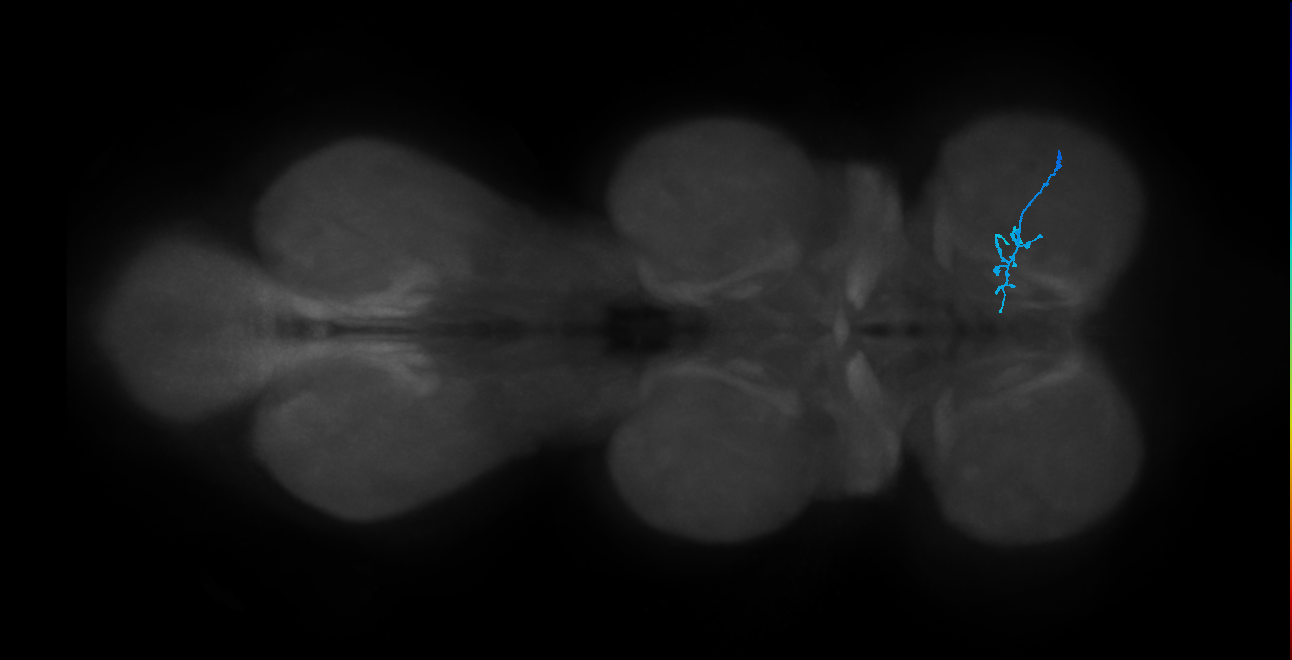 SNch10_ProLN_R (MANC:36007)