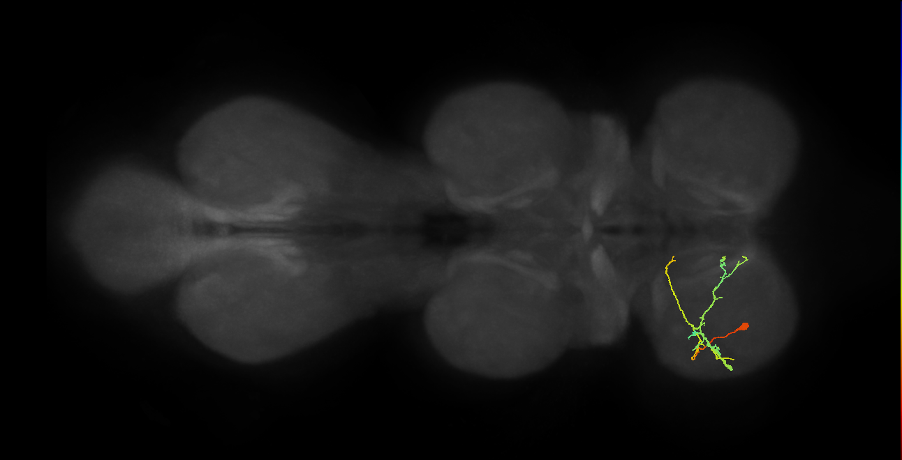 IN19A043_T1_L (MANC:36124)