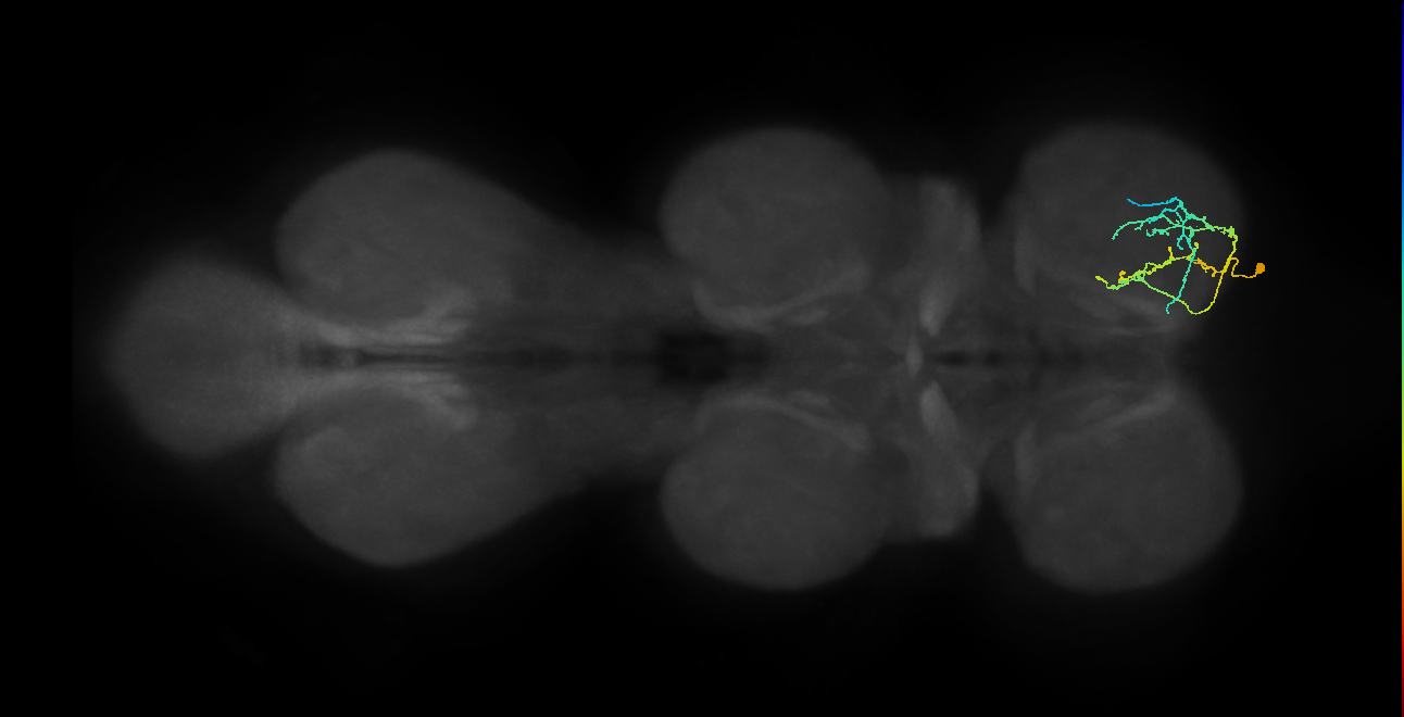 IN09A035_T1_R (MANC:36252)