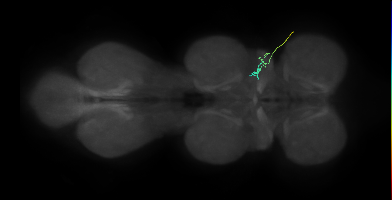 SNta03_ADMN_R (MANC:36305)