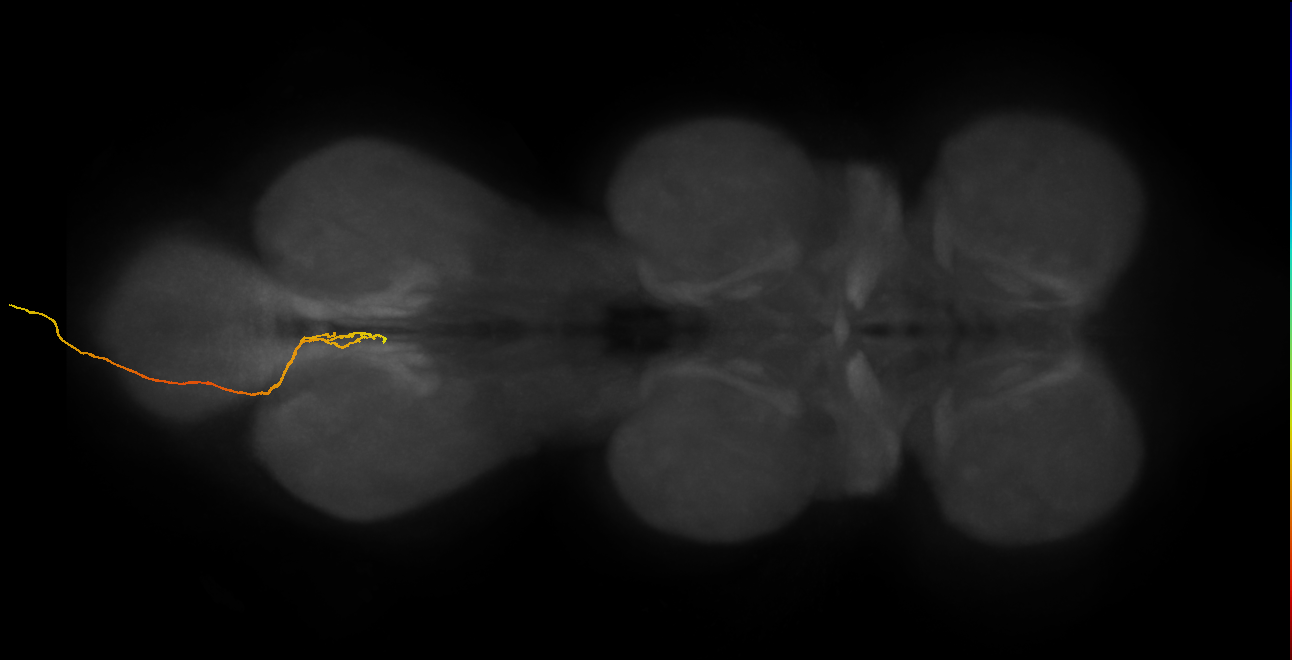 SNxxxx_AbN4_L (MANC:36521)