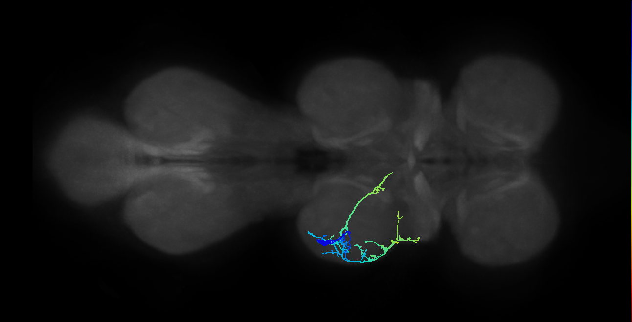 IN13A017_T2_L (MANC:36737)
