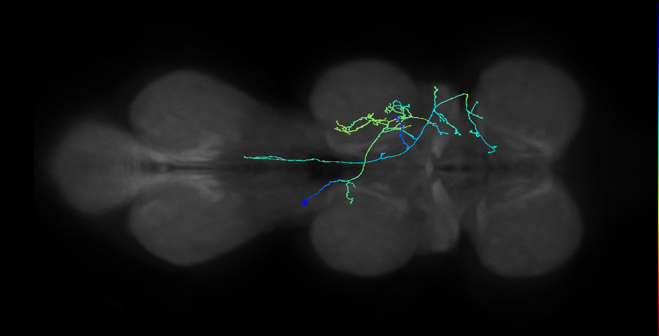 IN12B023_T2_L (MANC:36799)