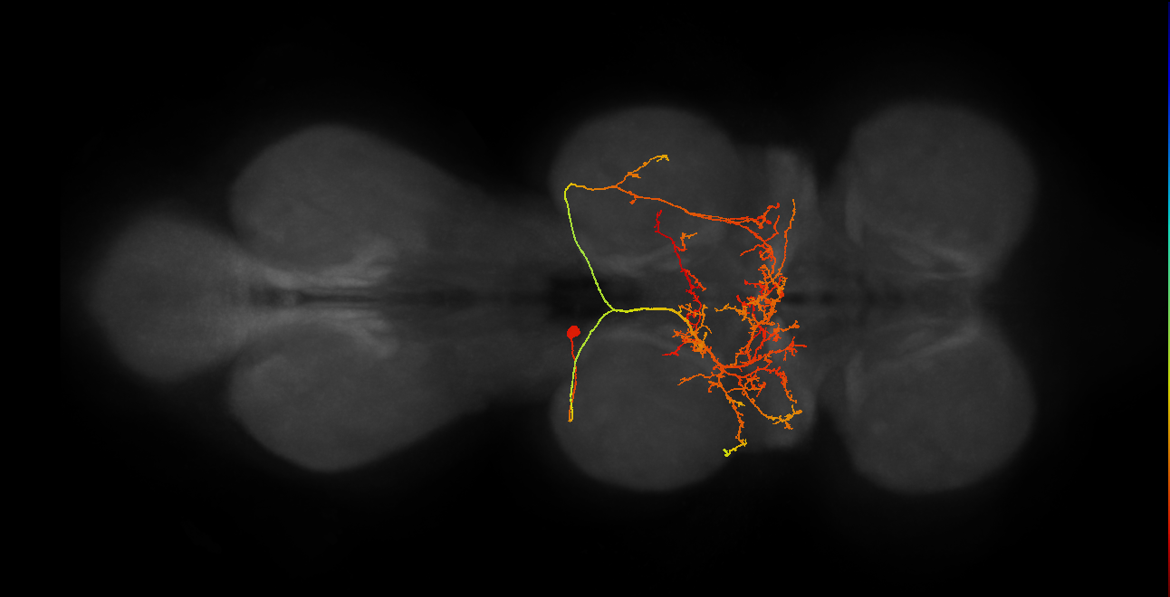 IN19B045_T2_L (MANC:36805)
