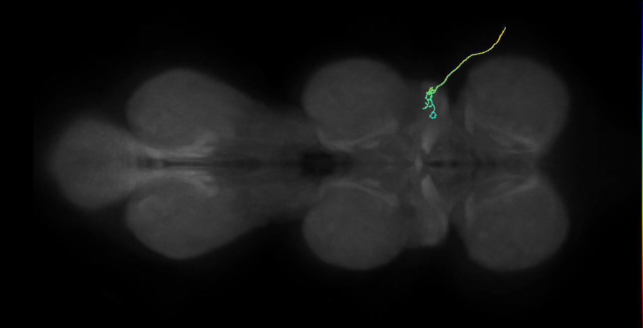 SNta05_ADMN_R (MANC:36830)