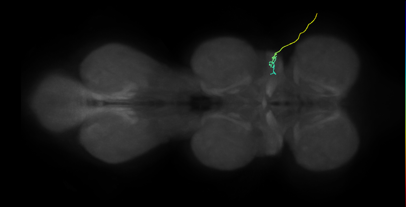 SNta05_ADMN_R (MANC:37043)