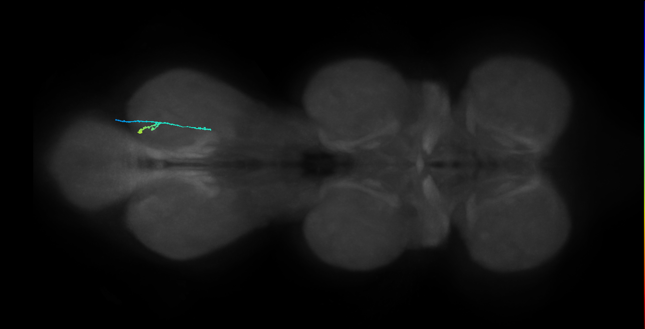SNpp38_MetaLN_R (MANC:37056)