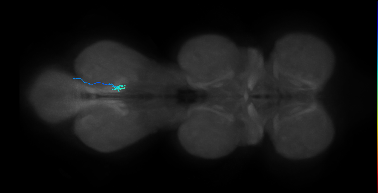 SNch06_MetaLN_R (MANC:37090)