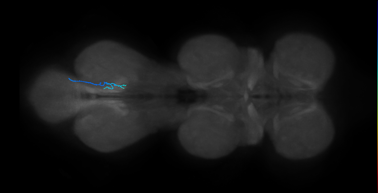 SNch08_MetaLN_R (MANC:37365)