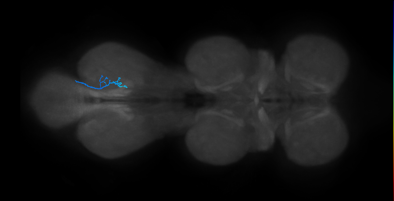 SNta20_MetaLN_R (MANC:37681)