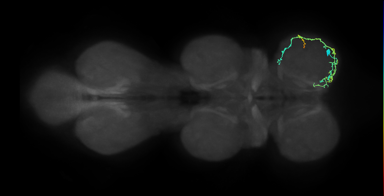 IN13A026_T1_R (MANC:37795)