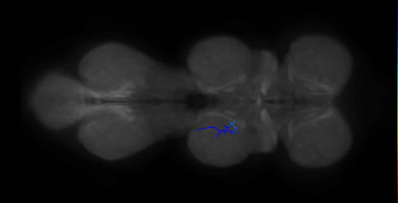 SNta20_MesoLN_L (MANC:38103)