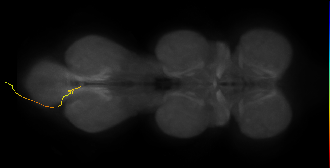 SNxx05_AbN4_L (MANC:38136)