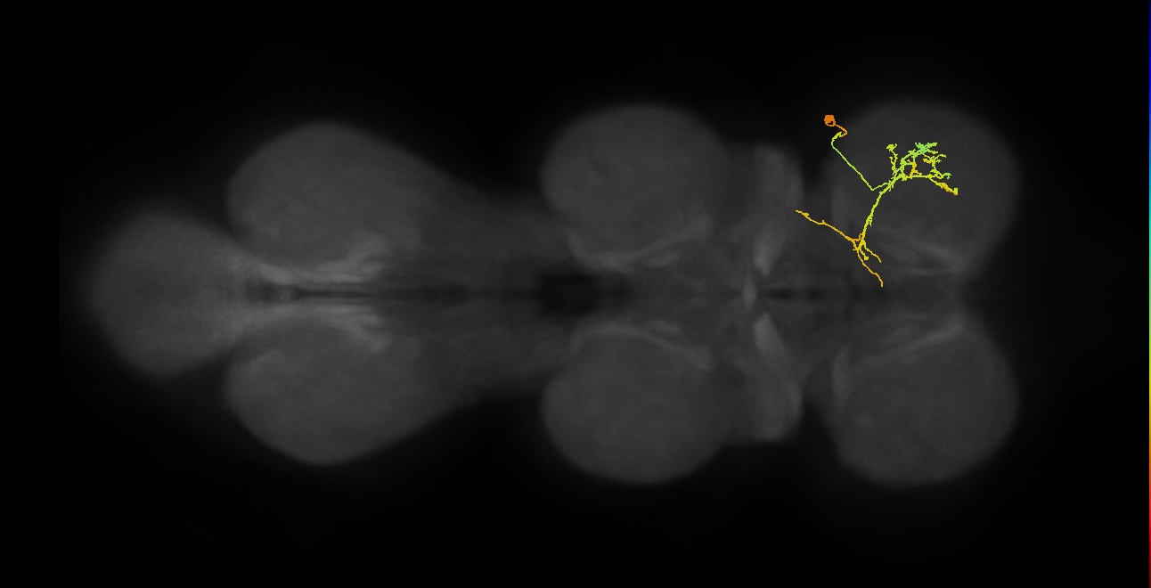 IN21A030_T1_R (MANC:38222)