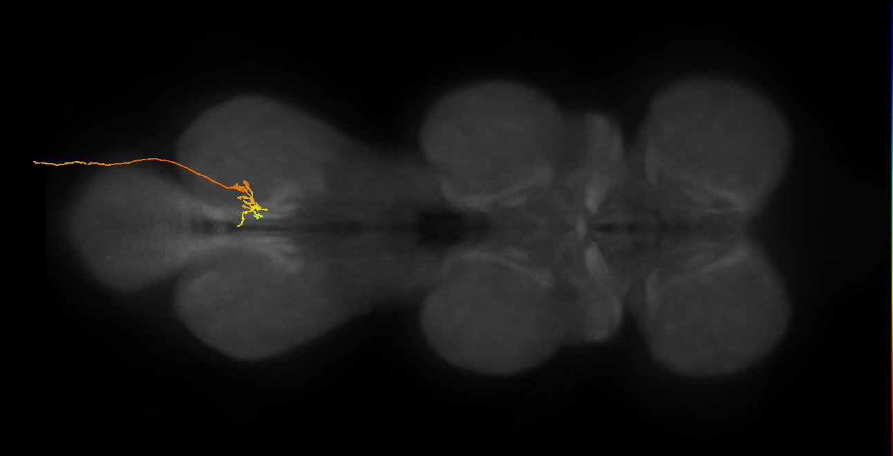 SNxx01_AbN3_R (MANC:38536)