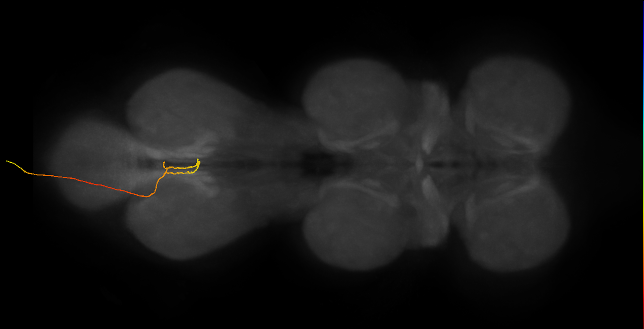SNxx09_AbN4_L (MANC:38839)