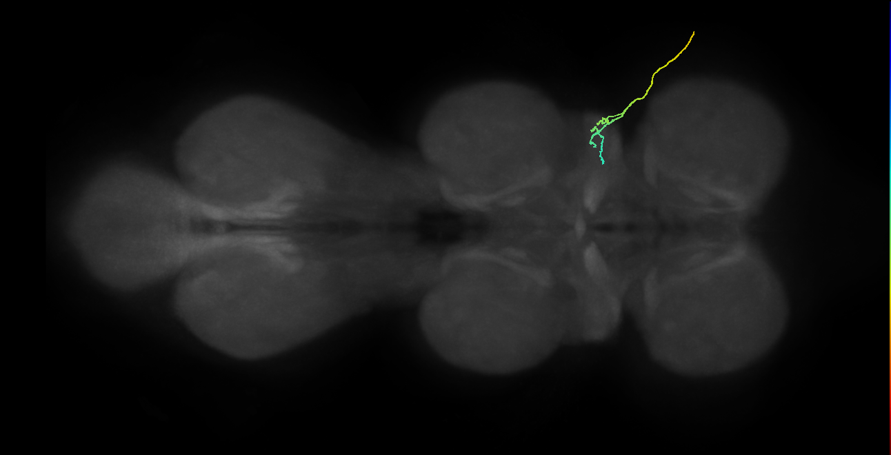 SNta05_ADMN_R (MANC:39024)