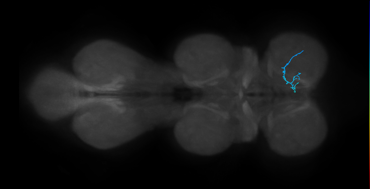 SNch13_ProLN_R (MANC:39064)