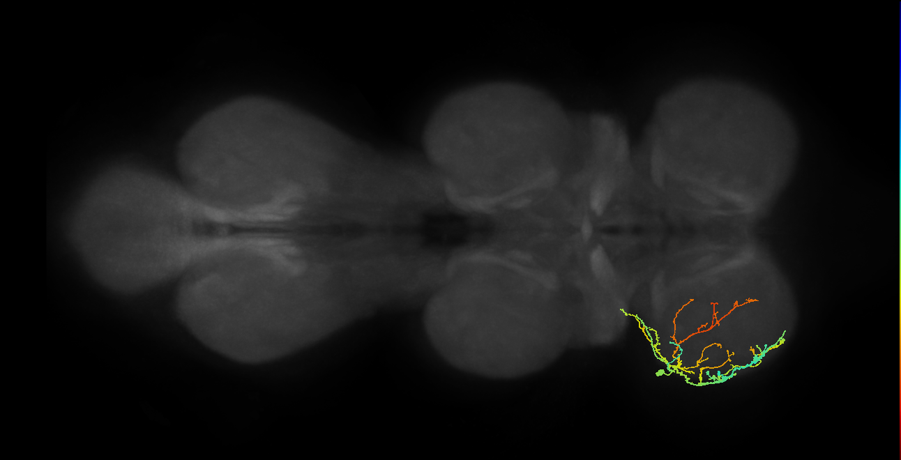 IN19A045_T1_L (MANC:39228)