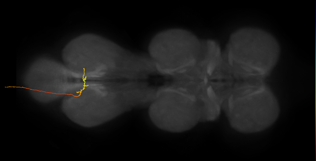 SNxx01_AbN3_L (MANC:39452)