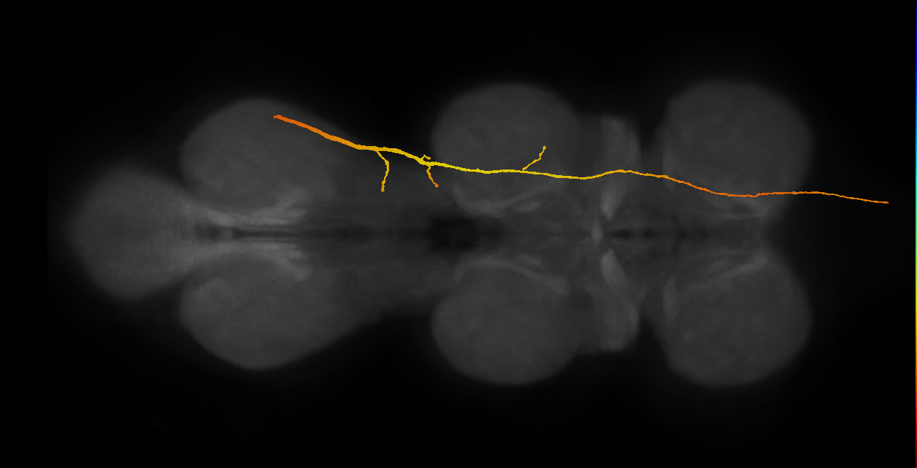SAppxx_DMetaN_R (MANC:39466)