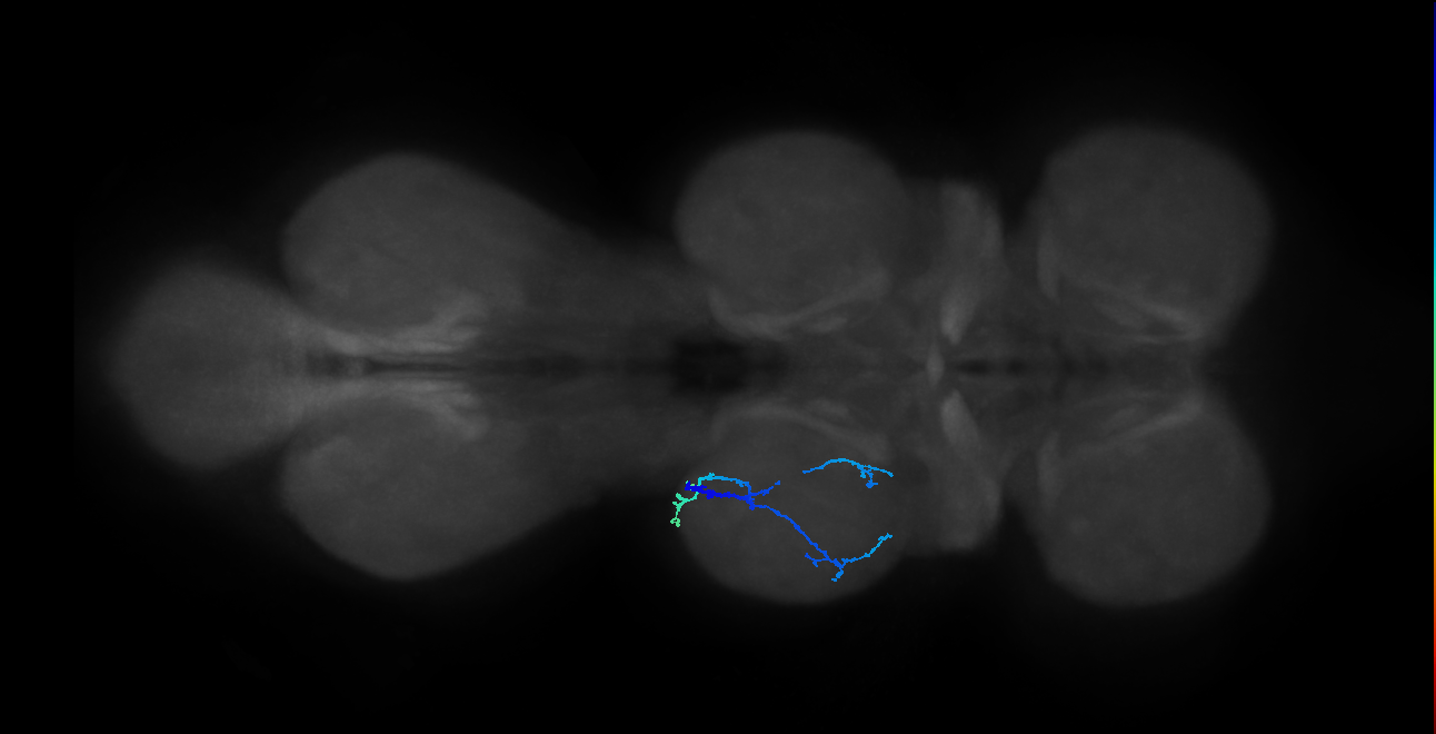 SNppxx_MesoLN_L (MANC:39691)
