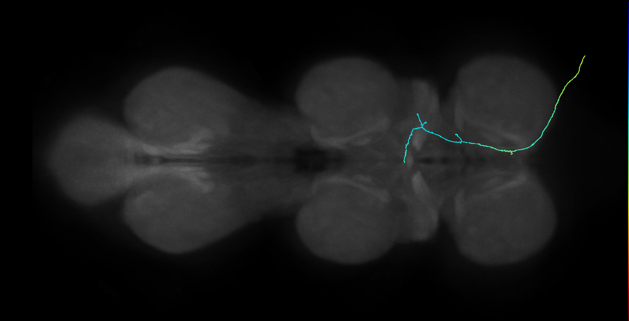 SNpp46_DProN_R (MANC:39931)