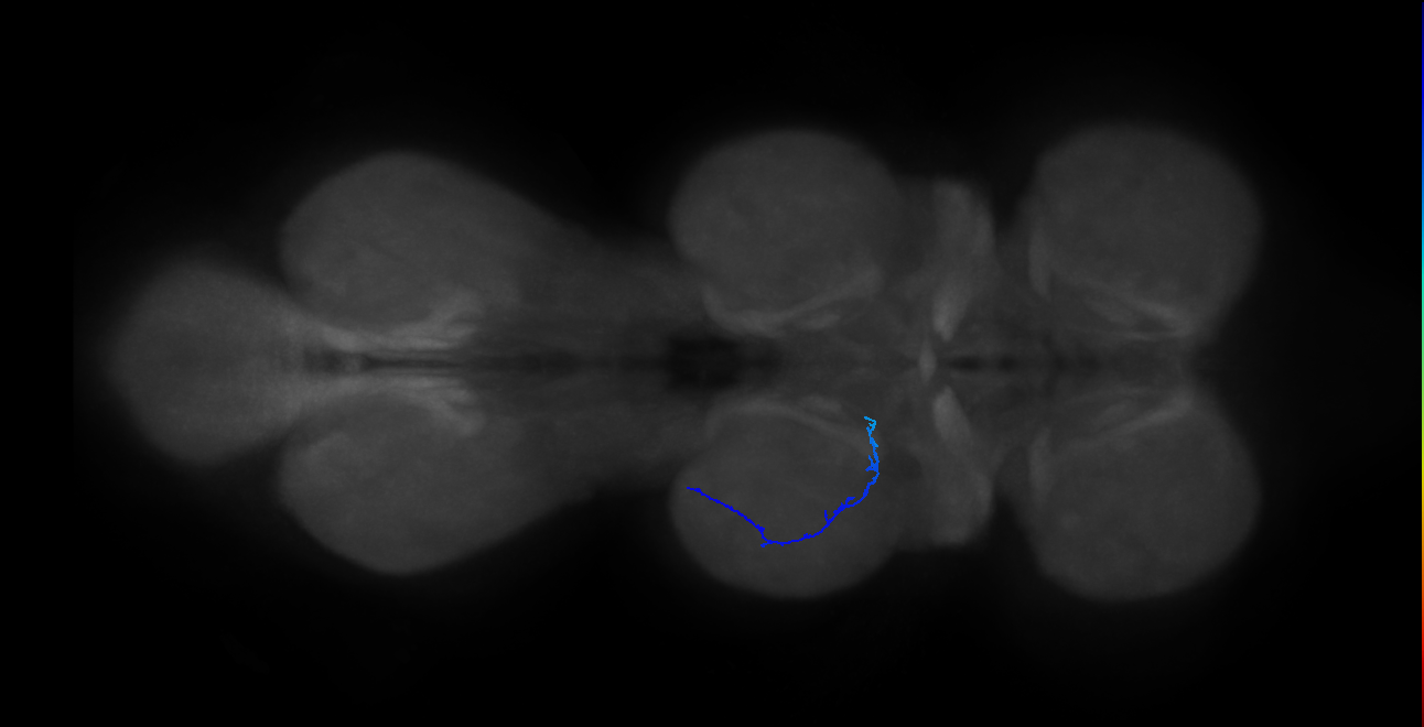 SNtaxx_MesoLN_L (MANC:39968)