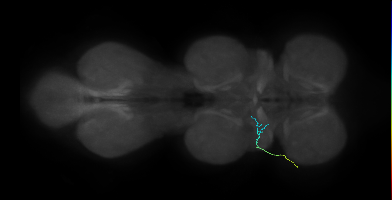 SNta04_ADMN_L (MANC:40198)