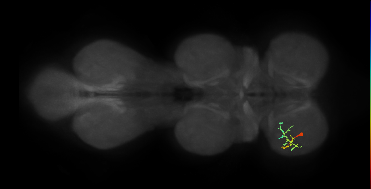 IN19A029_T1_L (MANC:40218)