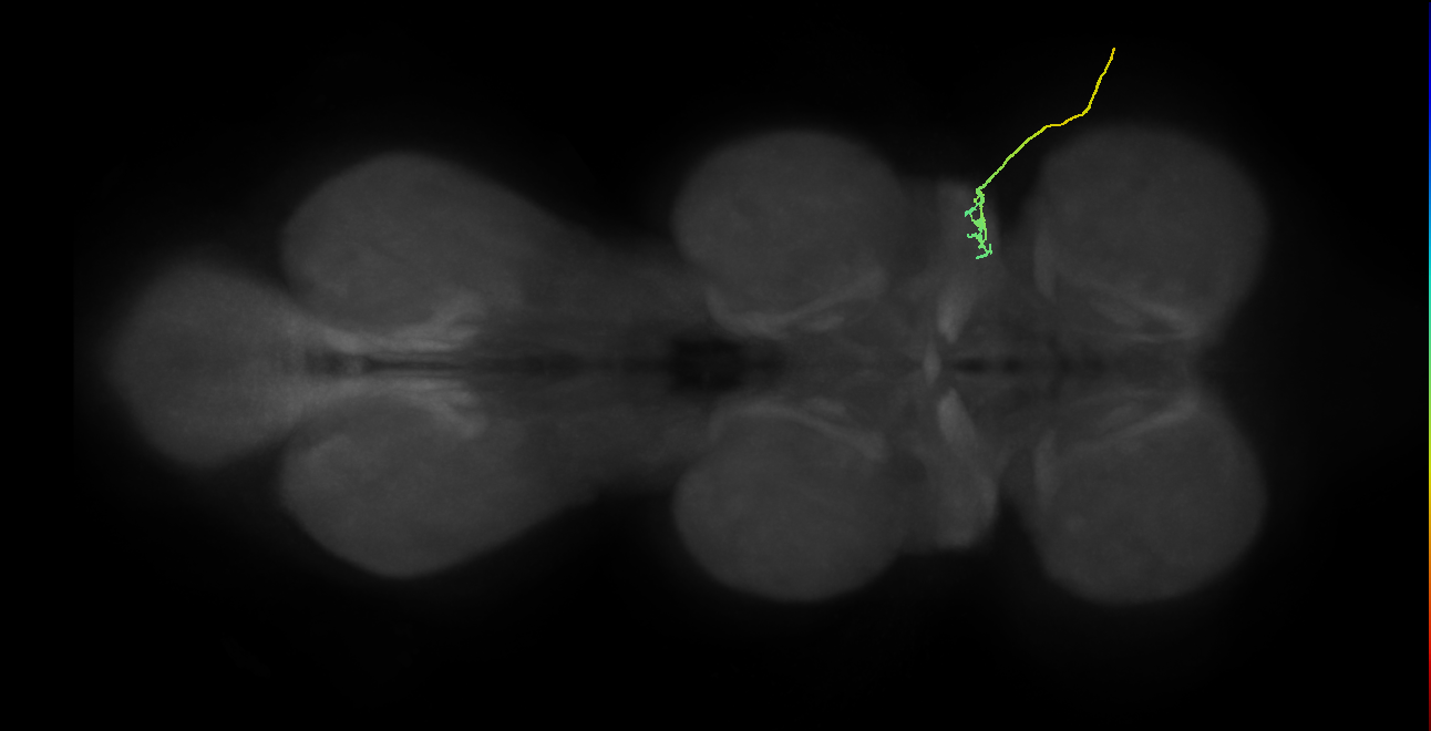 SNta05_ADMN_R (MANC:40245)