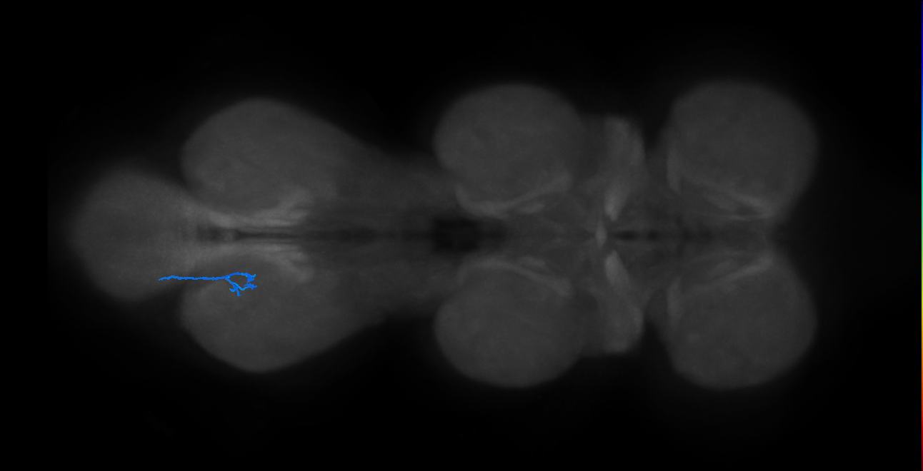 SNta22_MetaLN_L (MANC:40267)