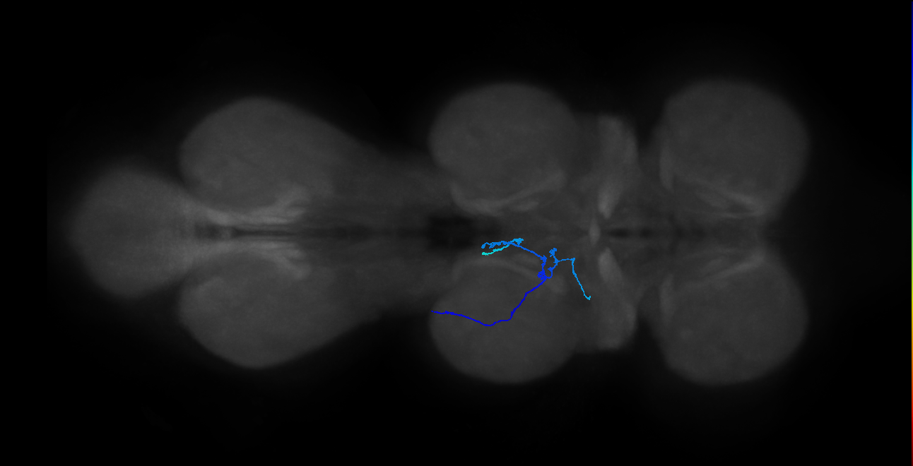 SNxx24_MesoLN_L (MANC:40284)