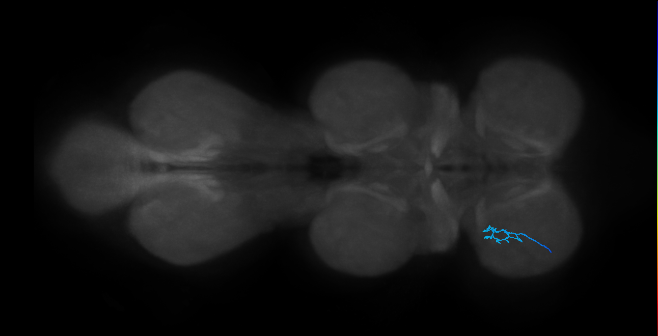 SNta20_ProLN_L (MANC:40377)