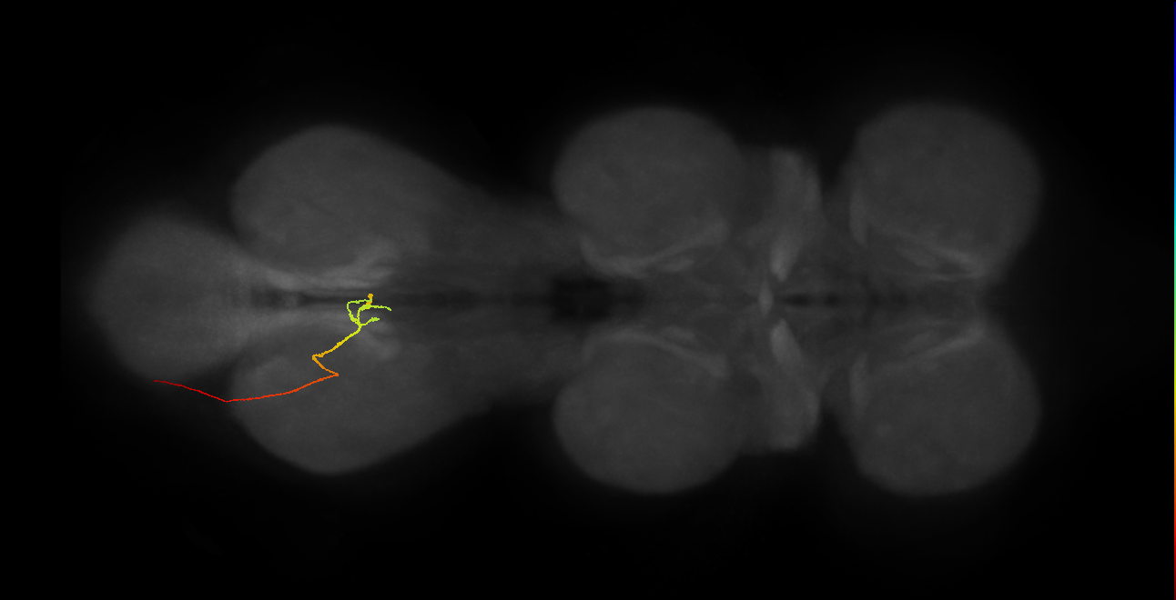 SNxxxx_AbN2_L (MANC:40597)