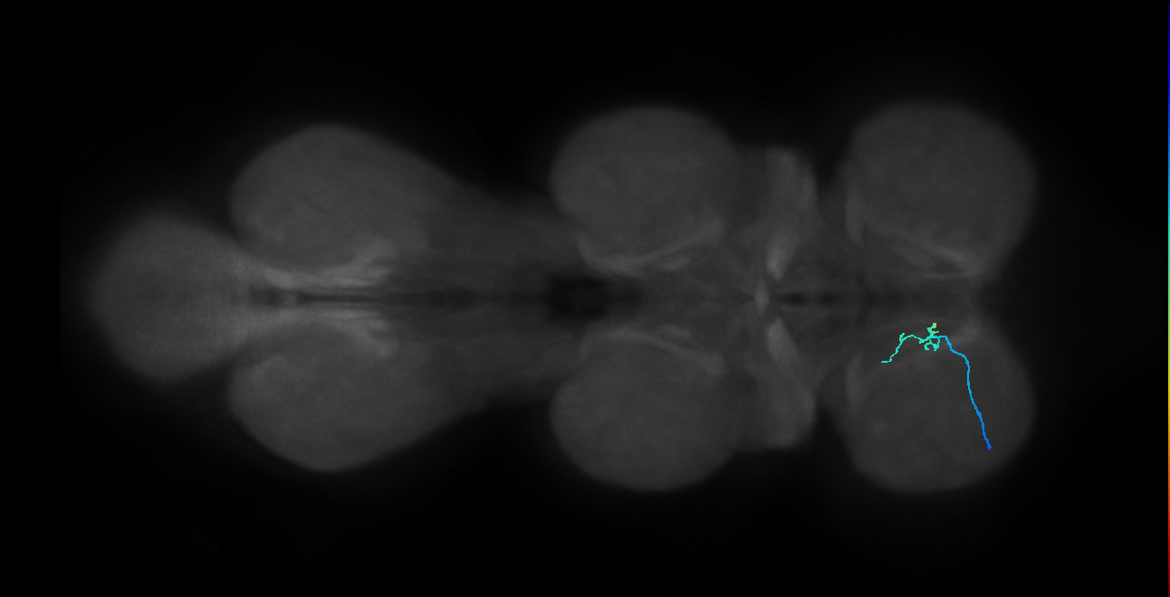 SNch08_ProLN_L (MANC:41005)