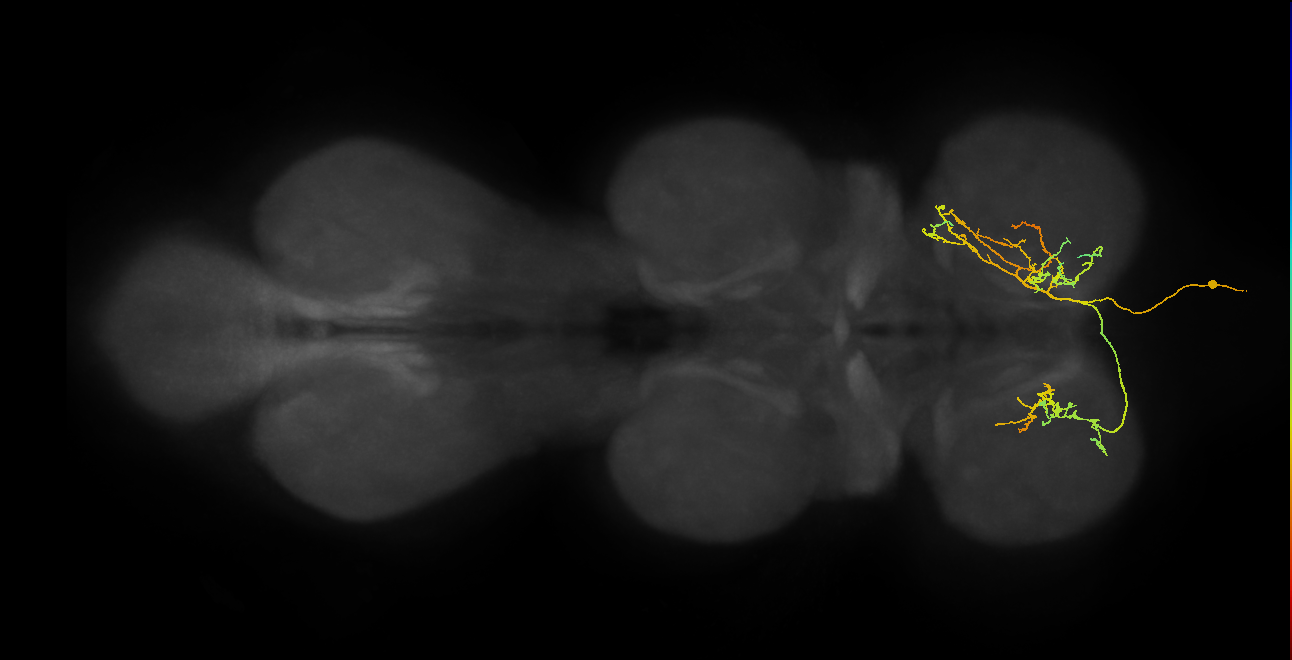 IN01A081_T1_R (MANC:41075)