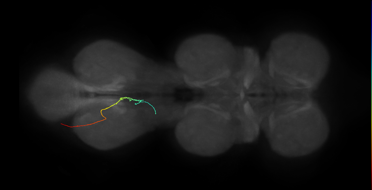 SNxx07_AbN2_L (MANC:41164)