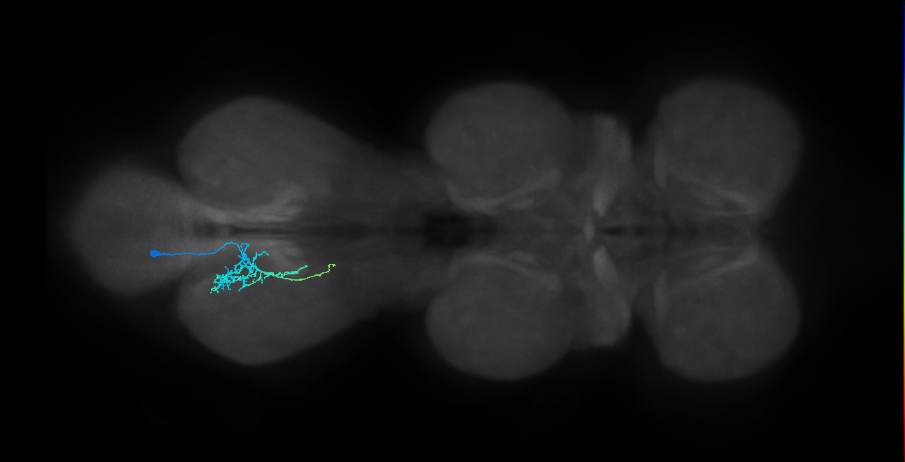 IN01B015_T3_L (MANC:41220)