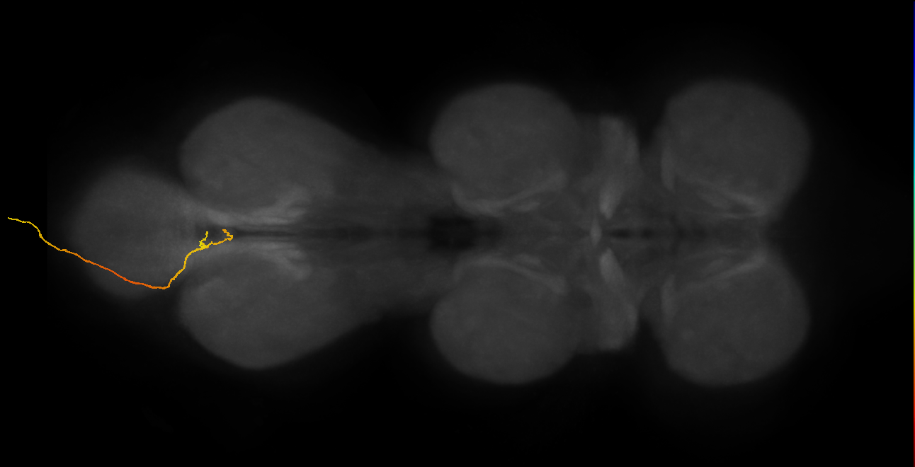 SNxx05_AbN4_L (MANC:41240)