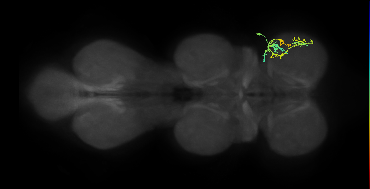 IN21A045_T1_R (MANC:41622)