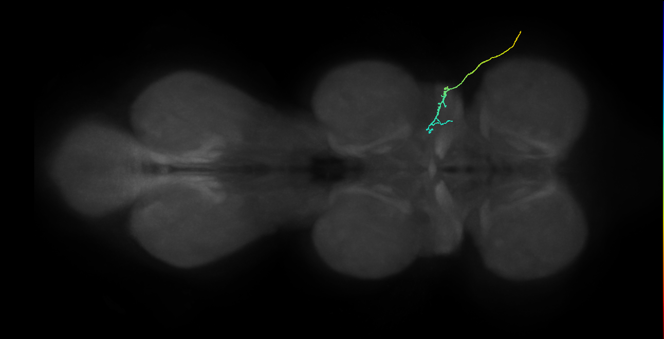 SNta04_ADMN_R (MANC:41651)