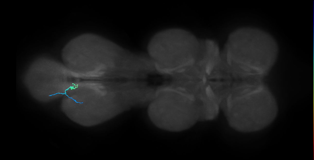 SNta19_MetaLN_L (MANC:41684)