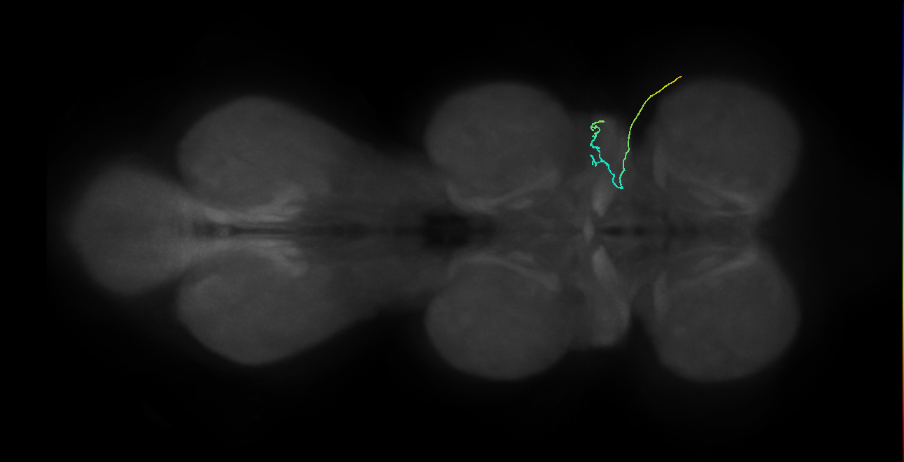 SNta04_ADMN_R (MANC:41756)