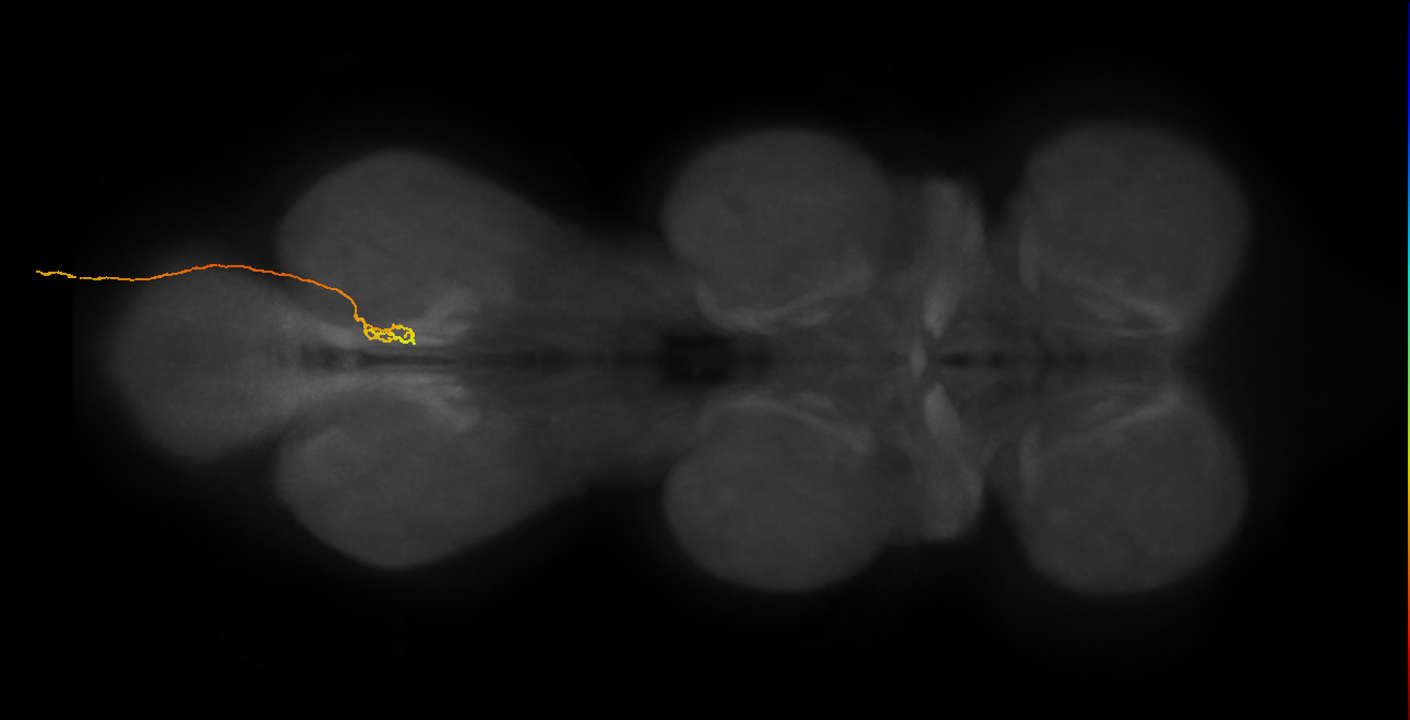 SNxx16_AbN4_R (MANC:41923)