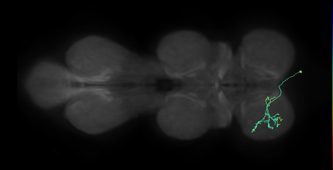 IN14A005_T1_R (MANC:42121)