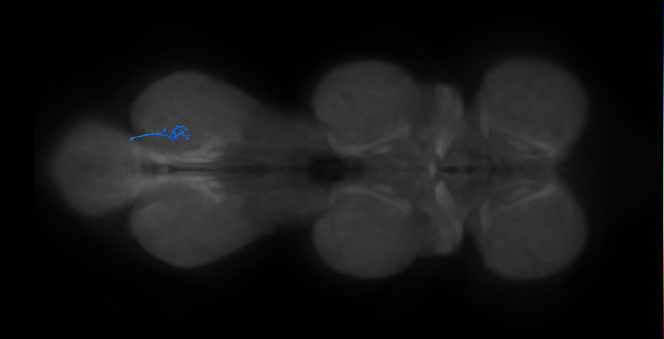 SNta22_MetaLN_R (MANC:42223)