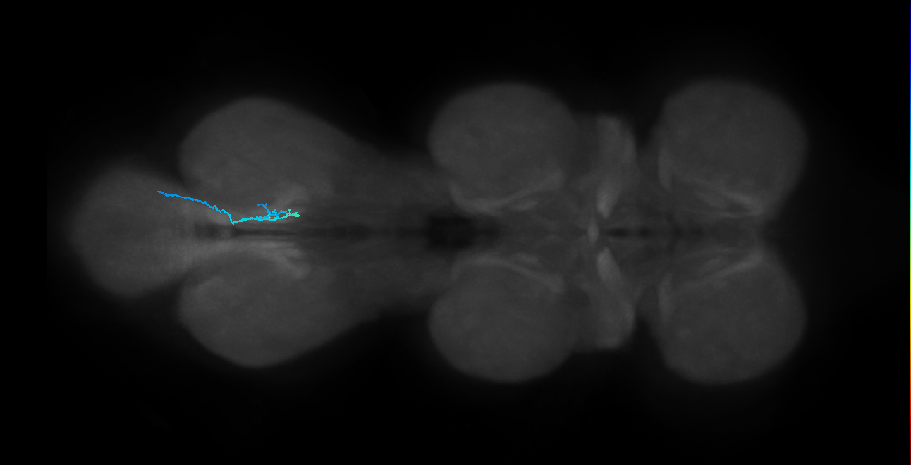 SNch05_MetaLN_R (MANC:42226)